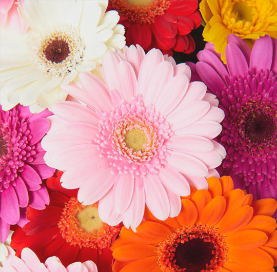 Flower Shops In Marshfield Ma 🌻 Jan 2025